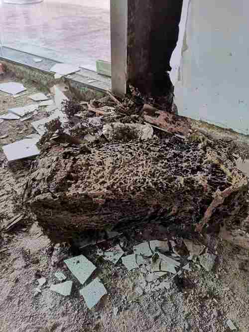 白蚁防治